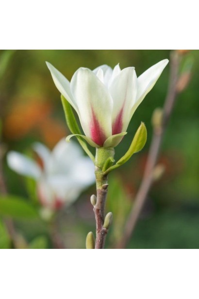 Магнолія гібридна Санрайз  фото